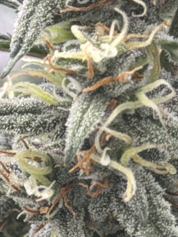 4’x8’ Grow1 — flower, day 61