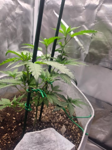 Looking for advice! — vegetative, day 27