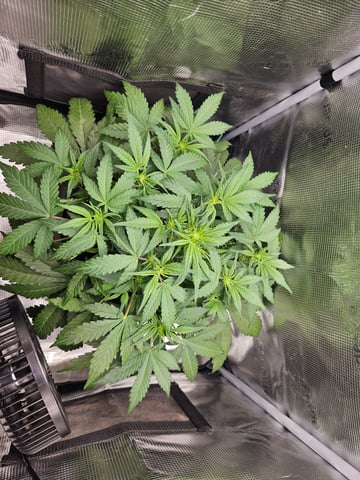 Mimosa Bruce Banner XL — vegetative, day 32