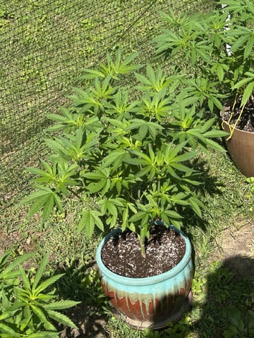 2026 Outdoor — vegetative, day 66