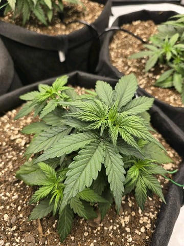 1st Grow 4x4 — vegetative, day 23