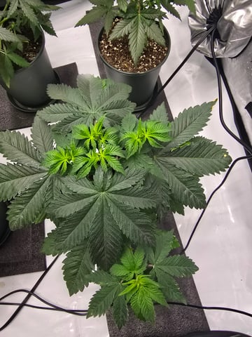 Homegrown - 🍒 🥧 & GSC Auto, 🚀 Seeds 🍌 Buttercups  — flower, day 37