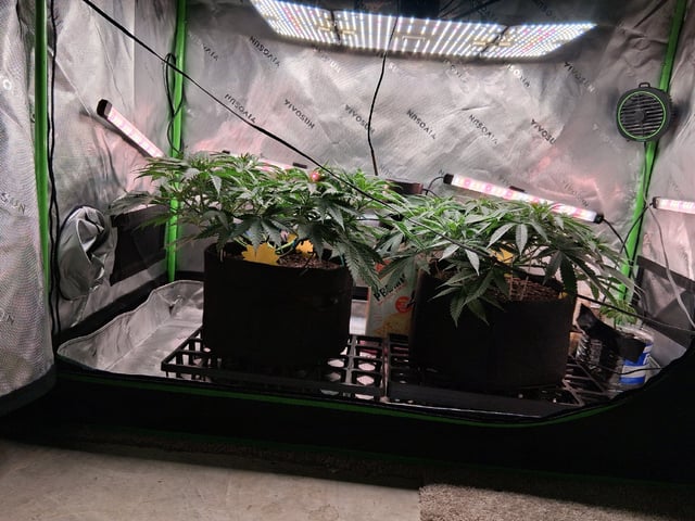 fruity pebbles, cap junky — flower, day 57