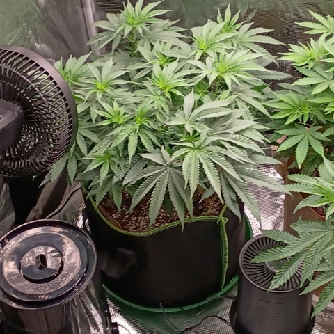 TentPlantLightFan