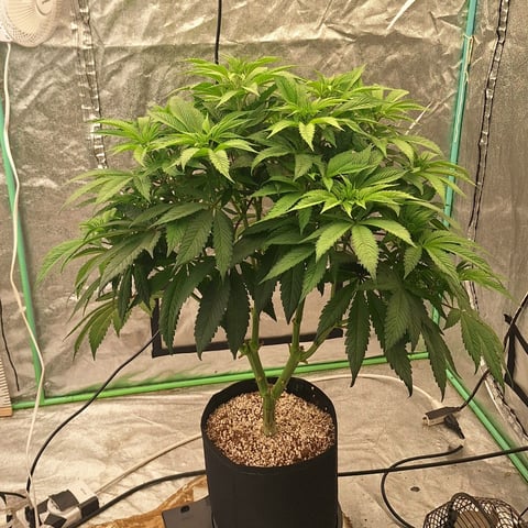 Gorilla Girl Autopot — vegetative, day 107