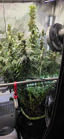 Girl Scout Cookies  — flower, day 164