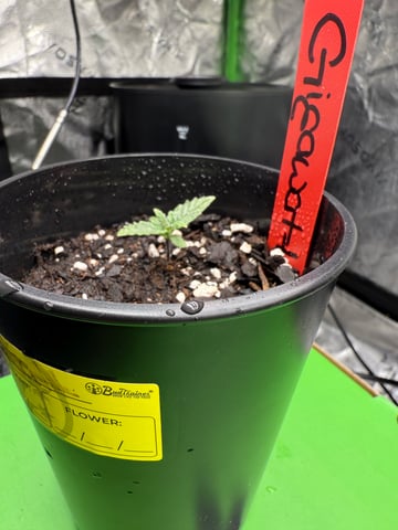 peaceful grow 1 — seedling_rooting, day 4