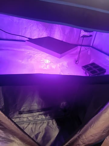 1st Indoor Grow — grow_setup, day 1