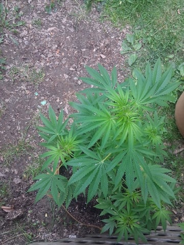 First Indoor Grow  — flower, day 63
