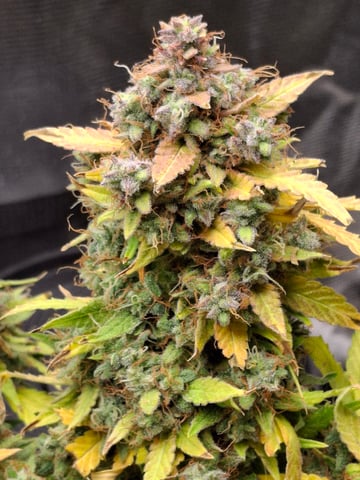 SoFloBudz — flower, day 96