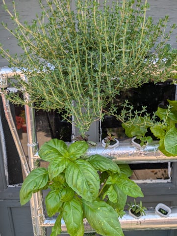 outdoor hydro ladder — vegetative, day 91