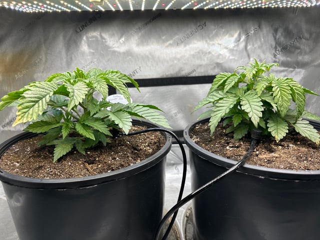 White Russian — vegetative, day 21