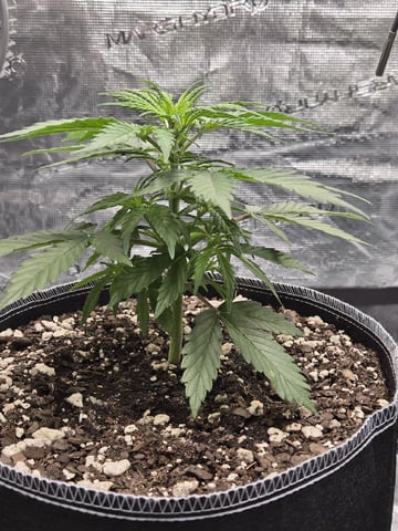 StrawZ (autoflower) — vegetative, day 29