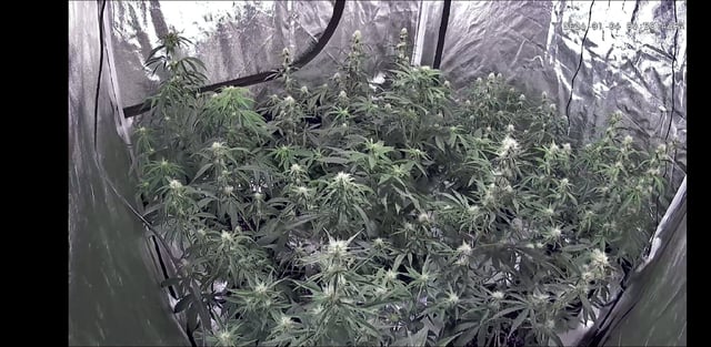 3rd Auto Grow — flower, day 67