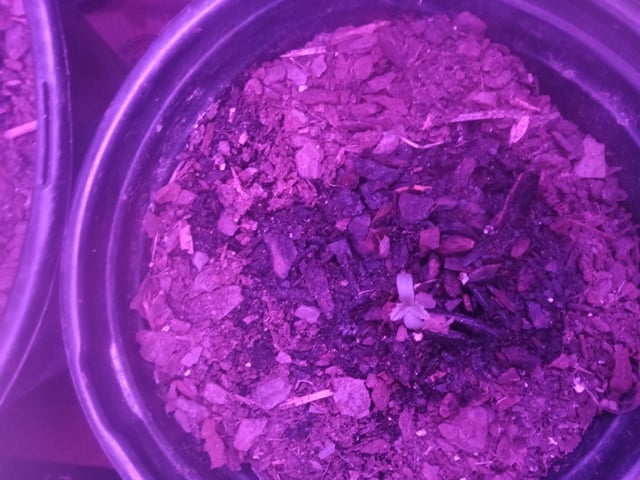 Queen Royal Autoflower  — seedling_rooting, day 12