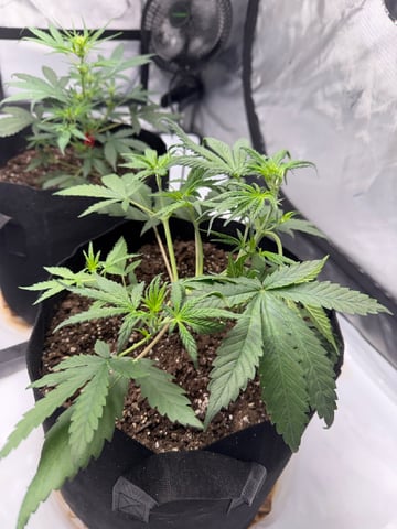 Firstgrow-autoflowers — vegetative, day 28
