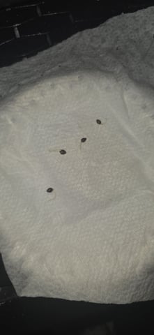 Lime Rian. — germination, day 1