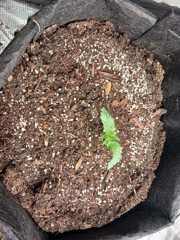 9lbhammer feminized  — vegetative, day 10