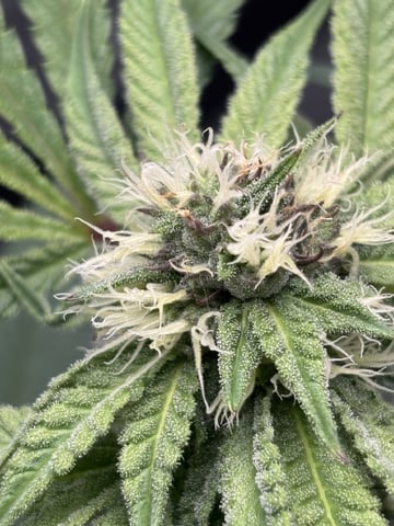 white widow — flower, day 28