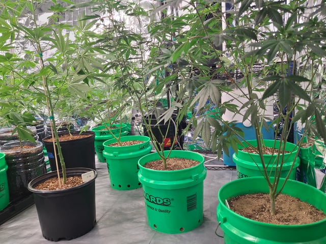 Lets start from the beginning — seedling_rooting, day 103