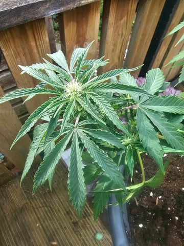 bubblegum  — flower, day 6