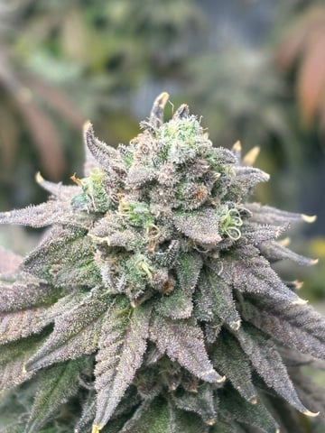 BloodMoon Gelato — flower, day 114