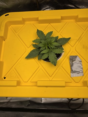 Mendo Frost Autoflower — vegetative, day 12