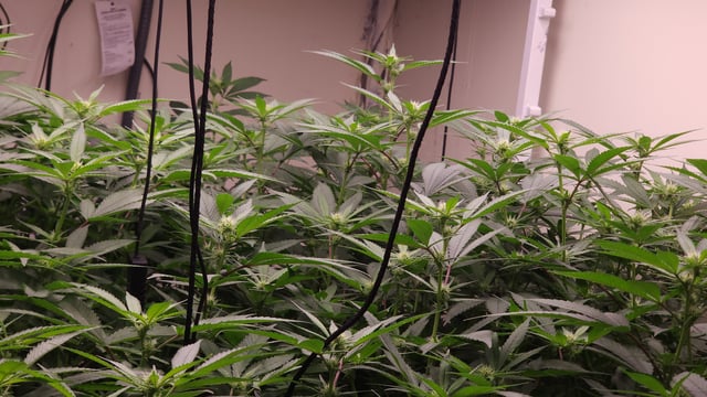 DNA Genetics Kosher Cookies rockwool run round 2 — flower, day 58