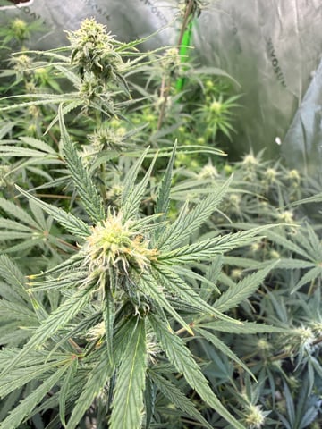 Bruce Banner (Auto) — flower, day 50