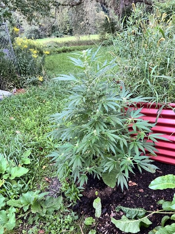 Banjo (Adam’s Plant)