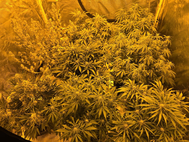 Autos AGAIN — flower, day 61