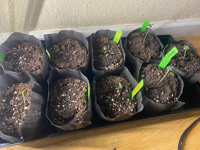 Solfire Gardens Grow — germination, day 6