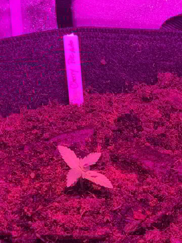 1st Ever Grow — seedling_rooting, day 19