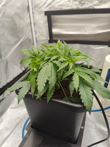 Fast Buds Gorilla Z auto — vegetative, day 25