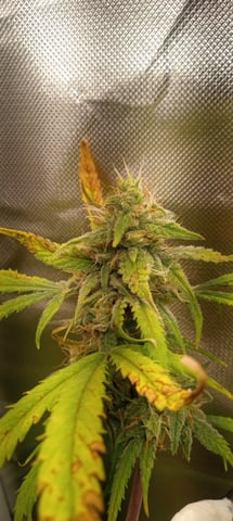 frst grow tent grow — auto, day 65