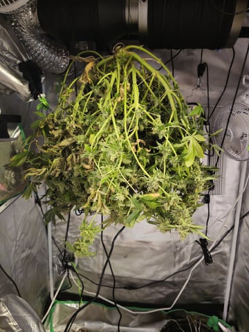 Kushberry Moonrocks — harvest, day 121