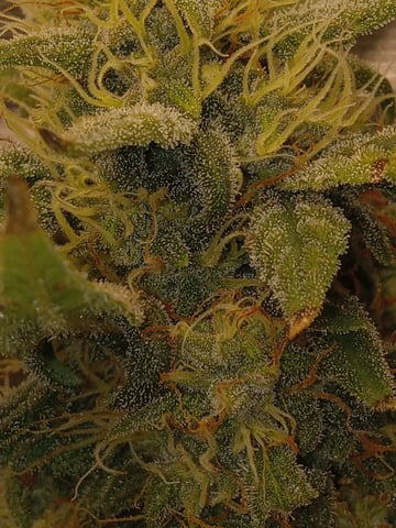   and one L.a kush cake . — flower, day 133