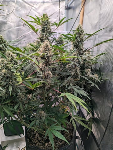 Trizzler  — flower, day 62