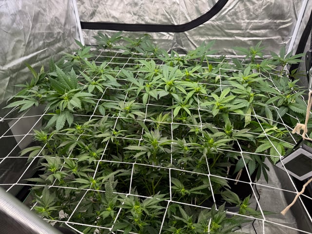 Green Gelato — flower, day 62