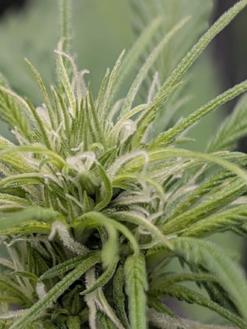 Zkittlez (Auto) — flower, day 50