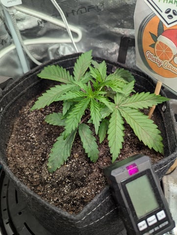 Control Plant — vegetative, day 50