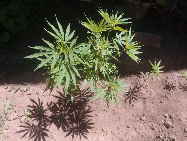 imrich se grooi  — vegetative, day 45