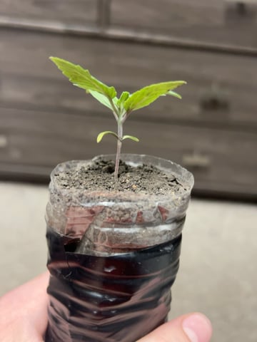 My First Ever Grow — grow_setup, day 1
