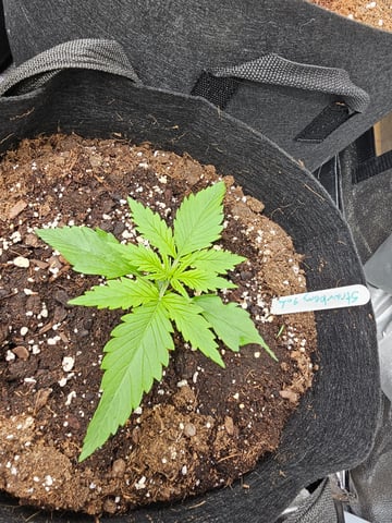 strawberry soda — grow_setup, day 16