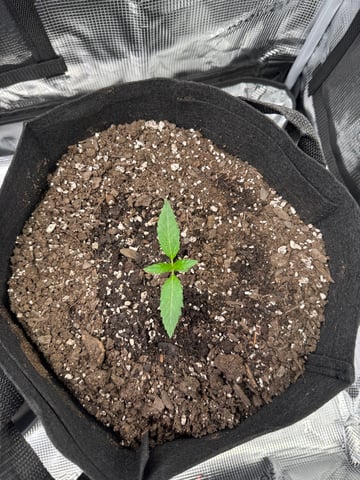 wedding cake auto FIRST GROW! — vegetative, day 11