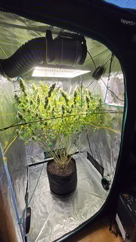 Big Momma Blue Dream  — flower, day 46
