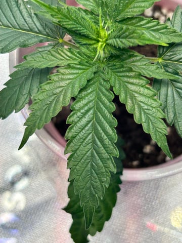 First Ever Grow GT — seedling_rooting, day 20