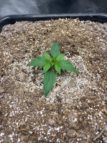 Jelly Donutz Auto And Pineapple OG Auto — seedling_rooting, day 10