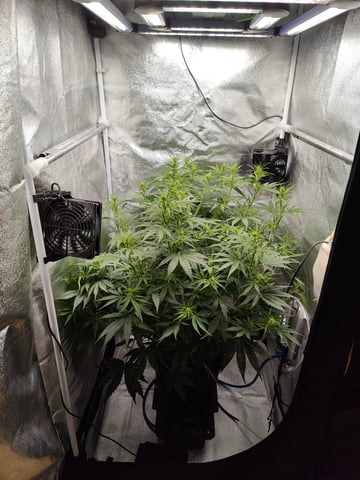 Fast Buds Gorilla Z auto — flower, day 44