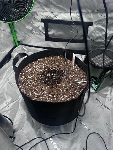 Pine (Auto) 2025 - 0 — seedling_rooting, day 6
